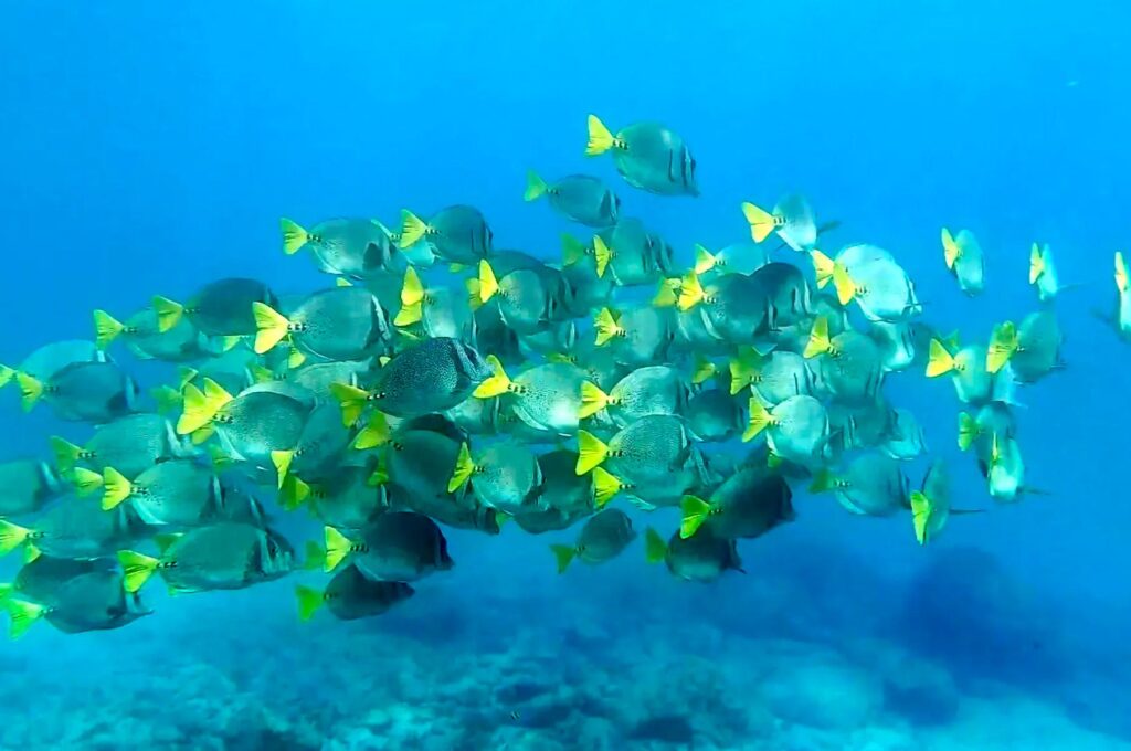 Discover-Scuba-at-Las-Caletas-1-tanque-explore-pv