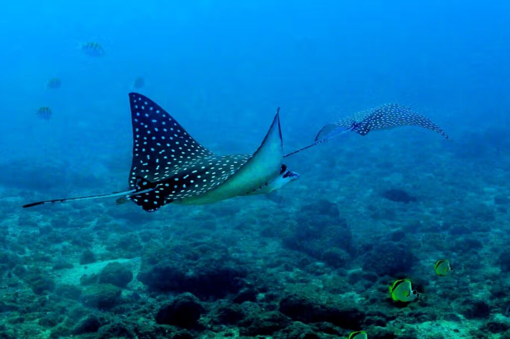 Scuba-Dive-at-Los-Arcos-3