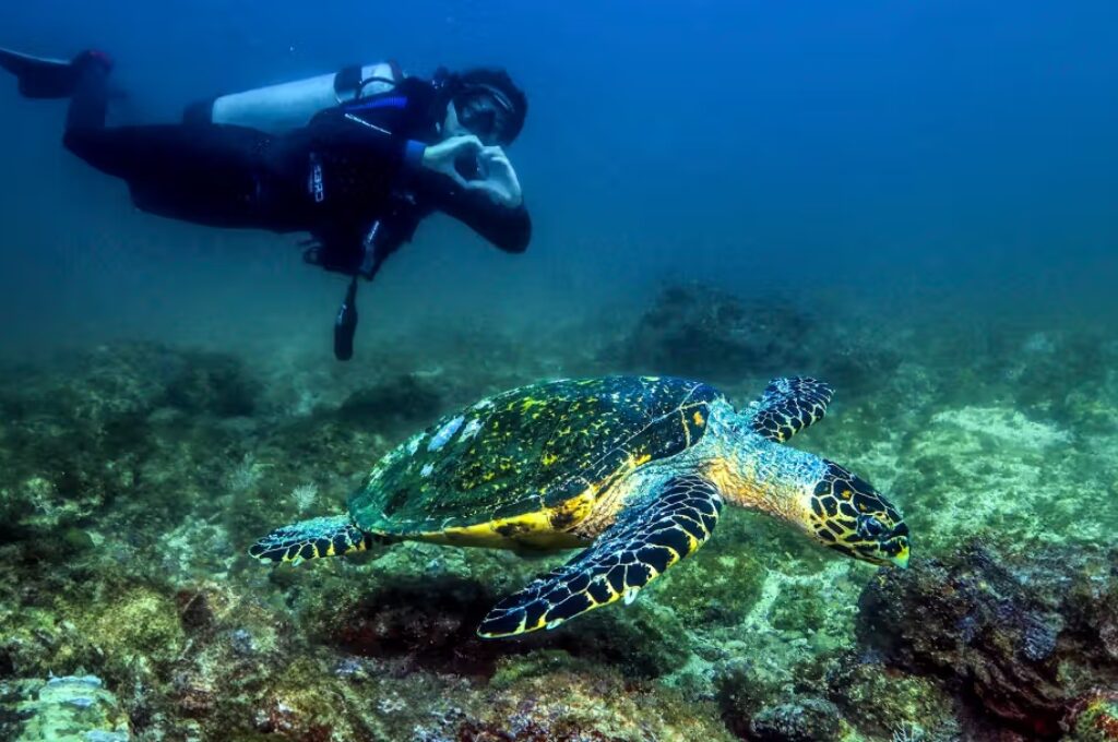 Scuba-Dive-at-Los-Arcos-5